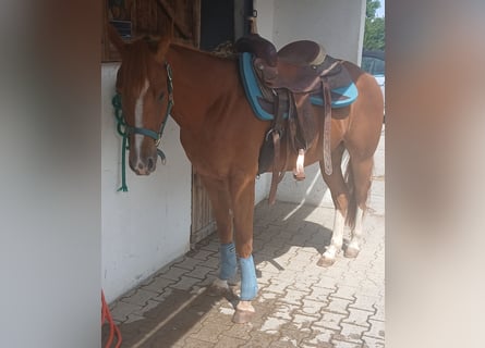 American Quarter Horse, Ruin, 3 Jaar, 147 cm, Vos