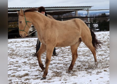 American Quarter Horse, Ruin, 3 Jaar, 148 cm, Champagne