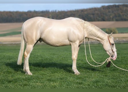 American Quarter Horse, Ruin, 3 Jaar, 148 cm, Falbe