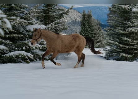 American Quarter Horse, Ruin, 3 Jaar, 150 cm, Buckskin