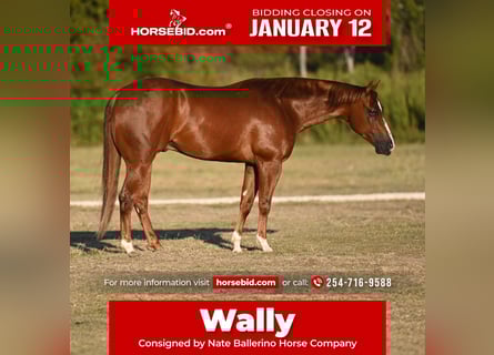 American Quarter Horse, Ruin, 3 Jaar, 150 cm