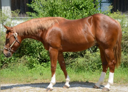 American Quarter Horse, Ruin, 3 Jaar, 150 cm, Vos