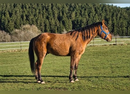 American Quarter Horse, Ruin, 3 Jaar, 150 cm