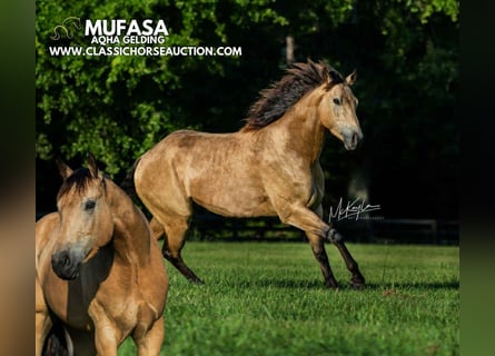 American Quarter Horse, Ruin, 3 Jaar, 152 cm, Buckskin
