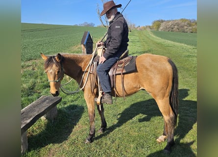 American Quarter Horse, Ruin, 3 Jaar, 152 cm, Buckskin