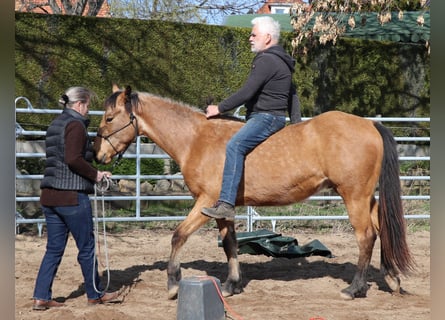 American Quarter Horse, Ruin, 3 Jaar, 152 cm, Buckskin