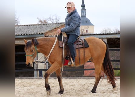 American Quarter Horse, Ruin, 3 Jaar, 152 cm, Buckskin