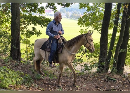 American Quarter Horse, Ruin, 3 Jaar, 152 cm, Champagne