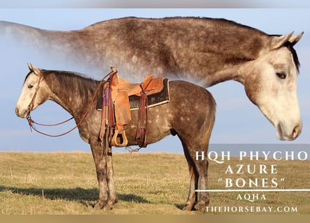 American Quarter Horse, Ruin, 3 Jaar, 152 cm, Schimmel