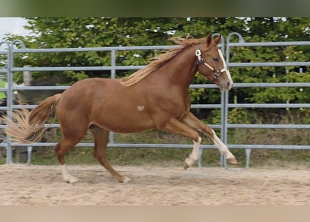 American Quarter Horse, Ruin, 3 Jaar, 152 cm, Vos