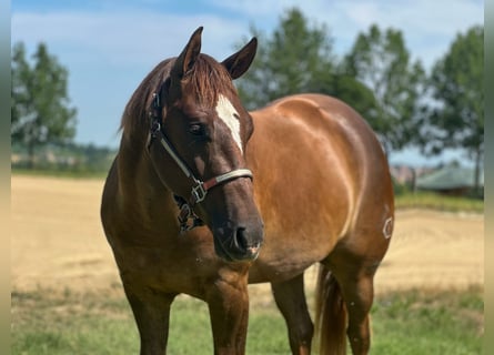 American Quarter Horse, Ruin, 3 Jaar, 154 cm, Donkere-vos