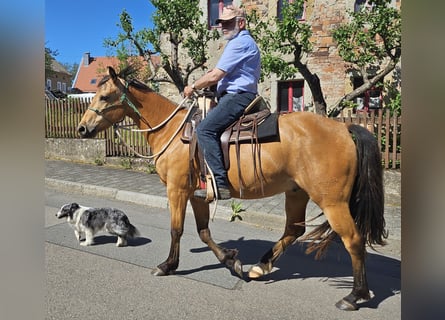 American Quarter Horse, Ruin, 3 Jaar, 155 cm, Buckskin