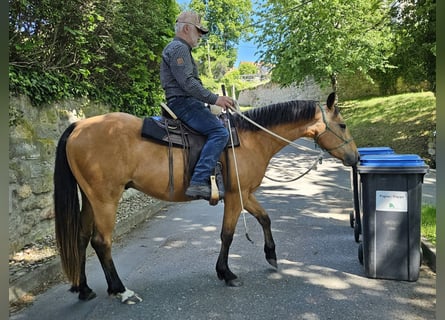 American Quarter Horse, Ruin, 3 Jaar, 155 cm, Buckskin