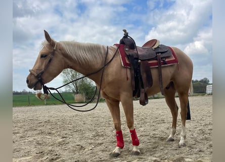 American Quarter Horse, Ruin, 3 Jaar, 155 cm, Palomino