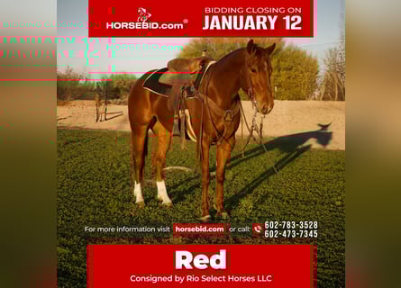 American Quarter Horse, Ruin, 3 Jaar, 155 cm, Roodvos