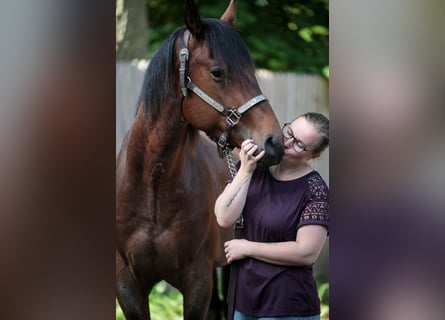 American Quarter Horse, Ruin, 3 Jaar, 156 cm, Roan-Bay