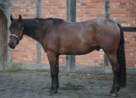 American Quarter Horse, Ruin, 3 Jaar, 156 cm, Roan-Bay