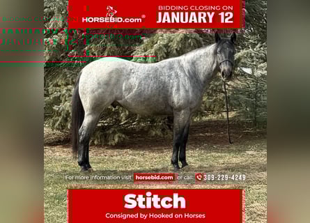 American Quarter Horse Mix, Ruin, 3 Jaar, 157 cm, Roan-Blue