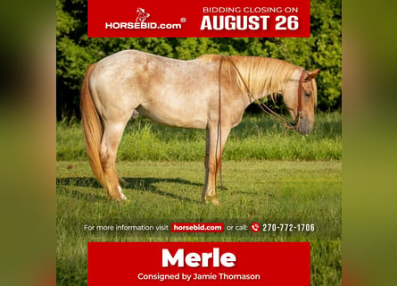 American Quarter Horse Mix, Ruin, 3 Jaar, 157 cm, Roan-Red