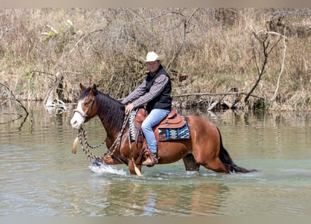 American Quarter Horse, Ruin, 3 Jaar, Bruin
