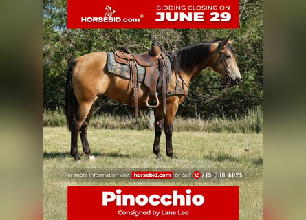 American Quarter Horse, Ruin, 3 Jaar, Buckskin
