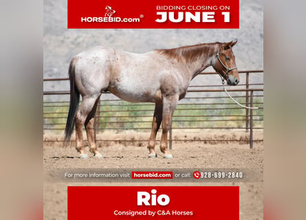 American Quarter Horse, Ruin, 3 Jaar, Roan-Red