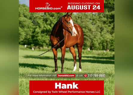 American Quarter Horse Mix, Ruin, 3 Jaar, Roodbruin
