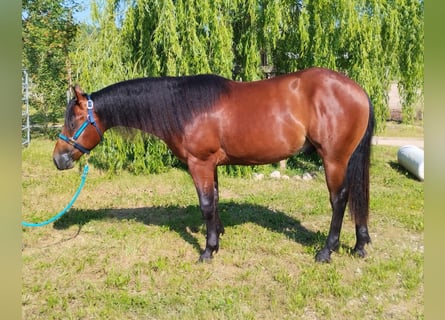 American Quarter Horse, Ruin, 3 Jaar, Roodbruin