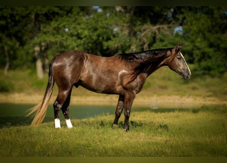 American Quarter Horse, Ruin, 3 Jaar, Schimmel