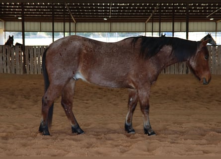 American Quarter Horse, Ruin, 4 Jaar, 142 cm, Roan-Bay