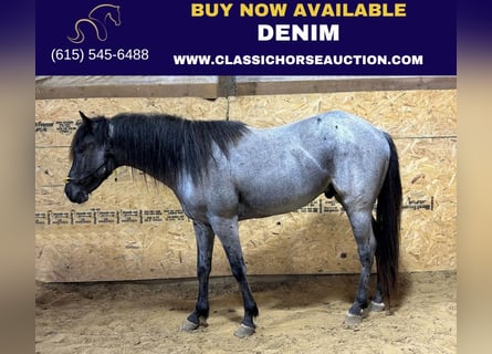 American Quarter Horse, Ruin, 4 Jaar, 142 cm, Roan-Blue