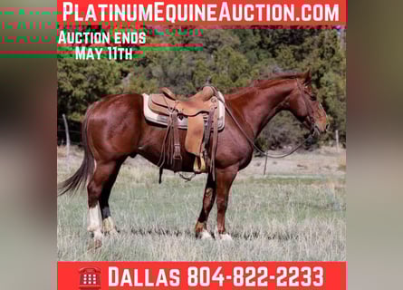 American Quarter Horse, Ruin, 4 Jaar, 145 cm, Donkere-vos
