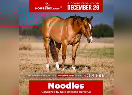 American Quarter Horse, Ruin, 4 Jaar, 145 cm, Falbe