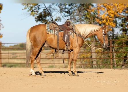 American Quarter Horse, Ruin, 4 Jaar, 145 cm, Palomino