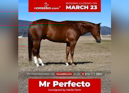 American Quarter Horse, Ruin, 4 Jaar, 145 cm, Roodvos