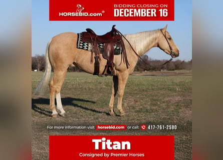 American Quarter Horse, Ruin, 4 Jaar, 147 cm, Palomino