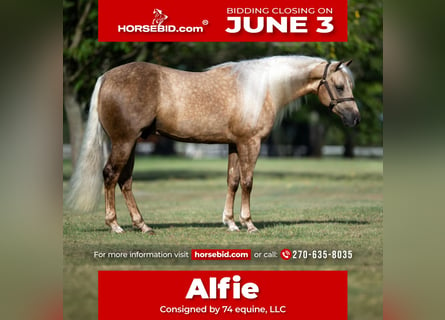 American Quarter Horse, Ruin, 4 Jaar, 147 cm, Palomino