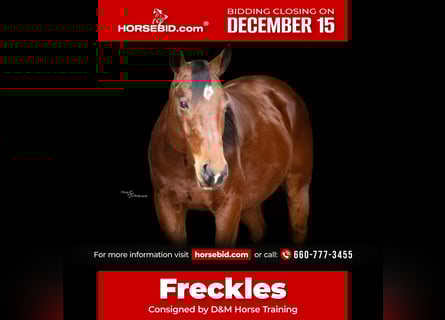 American Quarter Horse, Ruin, 4 Jaar, 147 cm, Roodbruin