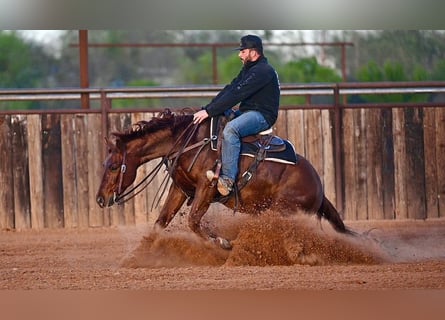 American Quarter Horse, Ruin, 4 Jaar, 147 cm, Roodvos