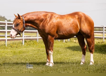 American Quarter Horse, Ruin, 4 Jaar, 148 cm, Vos