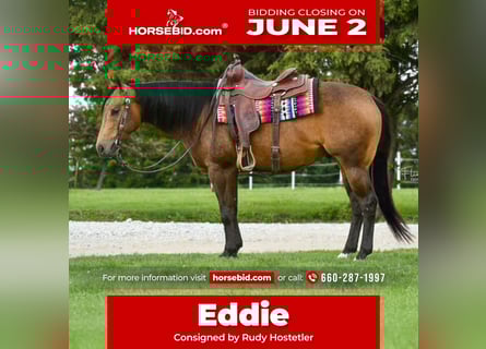 American Quarter Horse, Ruin, 4 Jaar, 150 cm, Buckskin