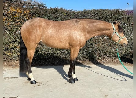 American Quarter Horse, Ruin, 4 Jaar, 150 cm, Buckskin