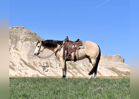 American Quarter Horse, Ruin, 4 Jaar, 150 cm, Buckskin