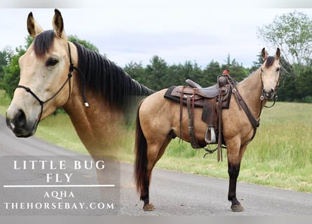 American Quarter Horse, Ruin, 4 Jaar, 150 cm, Buckskin