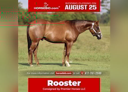 American Quarter Horse, Ruin, 4 Jaar, 150 cm, Donkere-vos