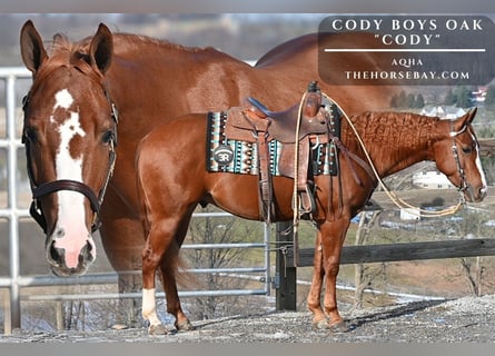 American Quarter Horse, Ruin, 4 Jaar, 150 cm, Donkere-vos