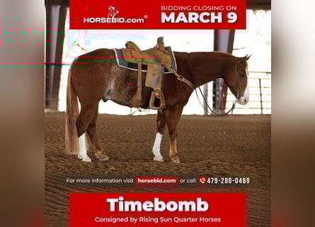 American Quarter Horse, Ruin, 4 Jaar, 150 cm, Roan-Red