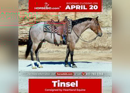 American Quarter Horse, Ruin, 4 Jaar, 150 cm, Roan-Red