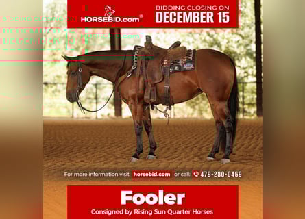 American Quarter Horse, Ruin, 4 Jaar, 150 cm, Roodbruin