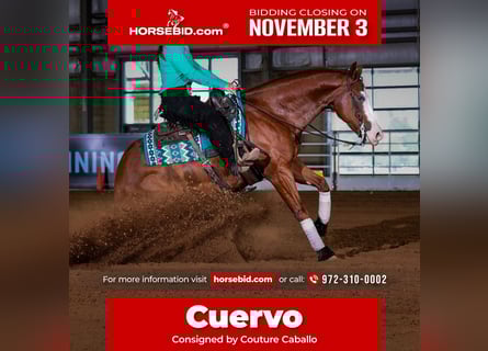 American Quarter Horse, Ruin, 4 Jaar, 150 cm, Roodvos